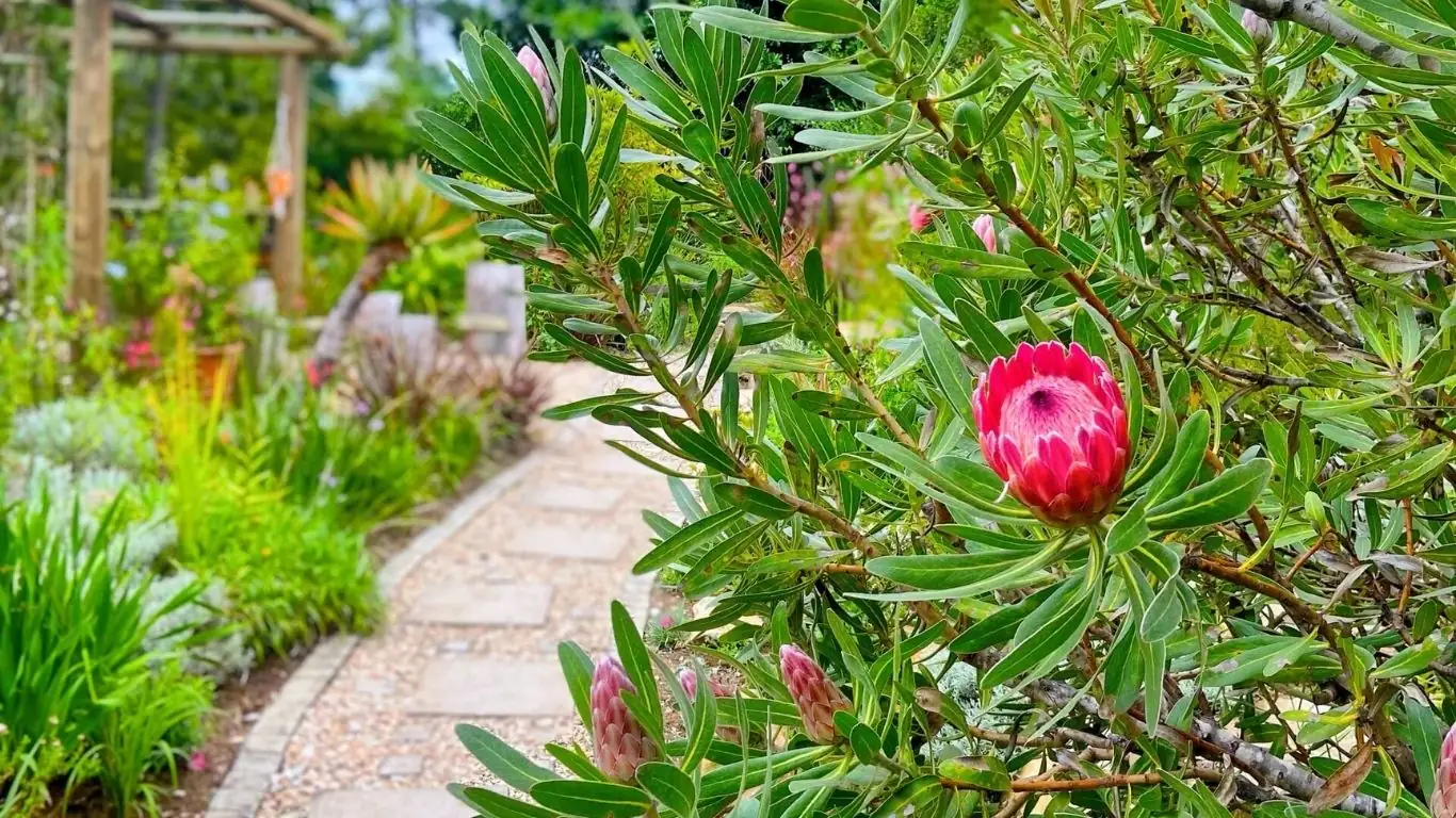 Woodlands garden path